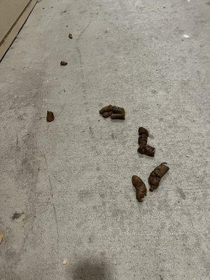 Dog poop always in the hallways