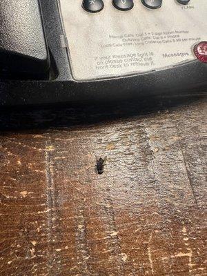 Dead fly on night stand