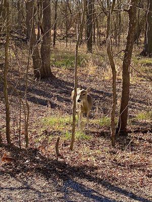 Deer at the Nature Center