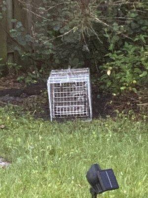 Raccoons in traps