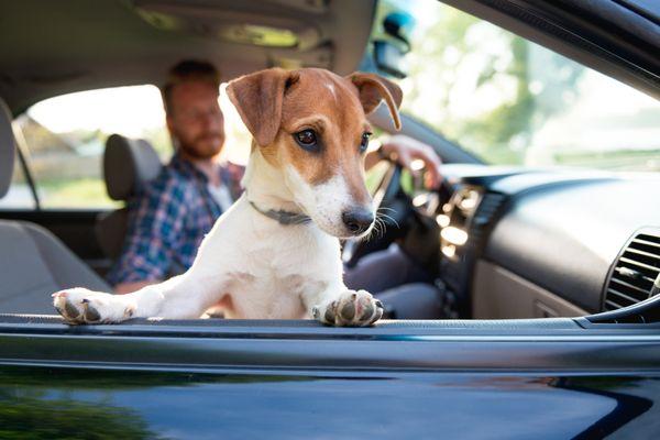 Mans Best friend deserves a cool ride, Audio One Remote Car Starters will keep you and your besty comfortable all year long.