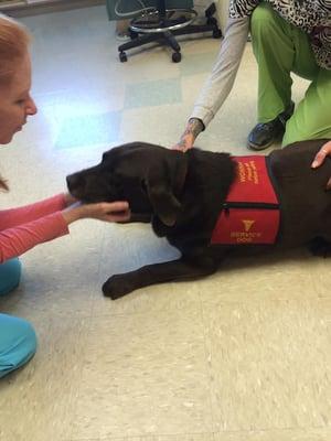 Oral health is extremely important for service dogs. We love caring for these special dogs!