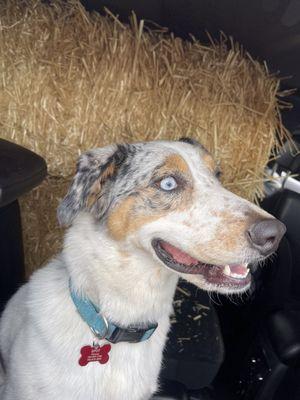 Excited to ride with the hay