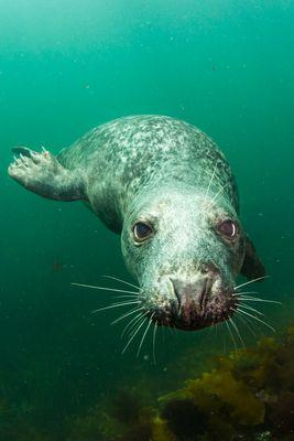 Portsmouth Scuba