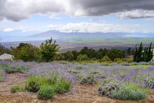 Nearby Kula Lavender Farm