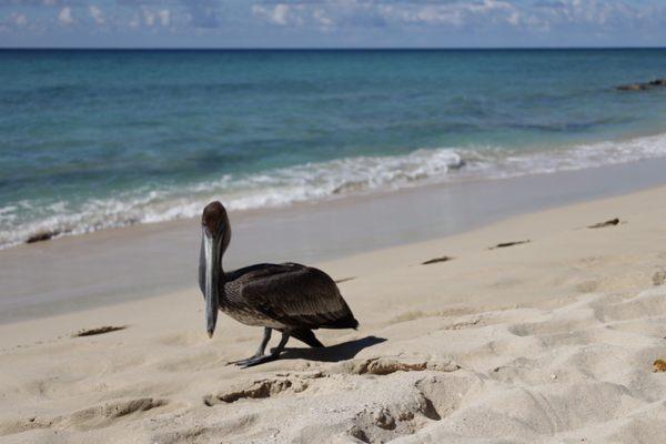 Pelican from USVI!