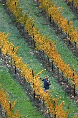 Eric out in the vineyards.