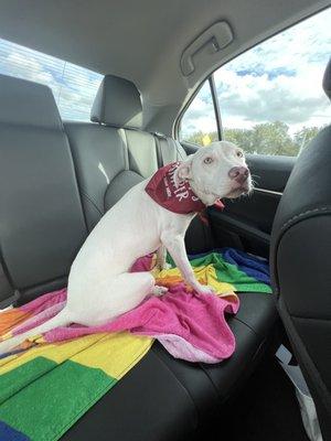 Phoebe after a bath and overnight stay at Camp Bow Wow :)