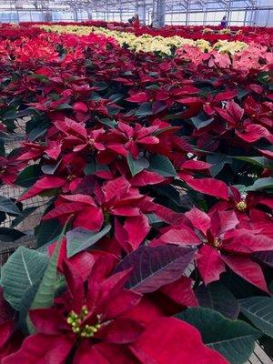 Sea of poinsettias