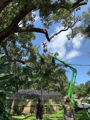 Triangle Tree Service & Landscaping