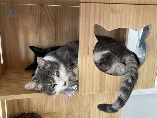 Cat napping in an enclosure bed, piled on top of a cat named Kung Pao