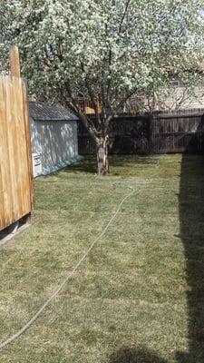 Mile High sod is the best. Stop looking around. Excellent service and product !  Installed 4 21 14 by homeowner.