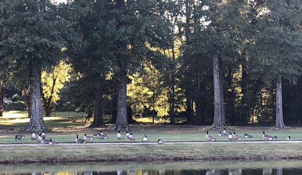 Geese on the pond....