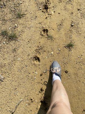 Javelina tracks.