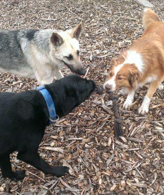 Basil supervising Blake & Max's tug of war