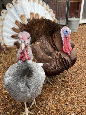 Resident, Magnificent Mr. and Mrs.Turkey