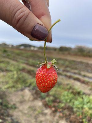 Happy strawberry