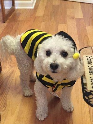 Benjamin loves his new Halloween costume!!!! And it's reversible to a ladybug!!!!