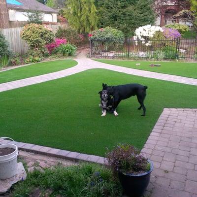 Happy dogs-happy owners. They are playing twice as much with each other. Would heartily recommend-no mowing, no watering, and looks natural.