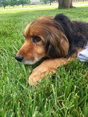 Waiting on our appointment outside in the lush grass, under a shade tree.