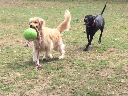 Shadow & Dugout have a blast and come home happy and tired