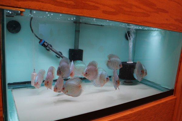 With dozens of fully stocked tanks, you are sure to find the discus you have been looking for