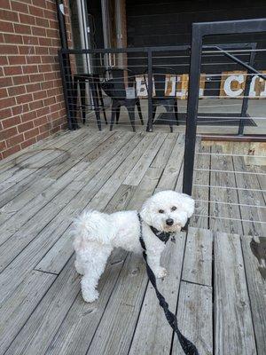 Wally enjoying the patio - lifewithhanny