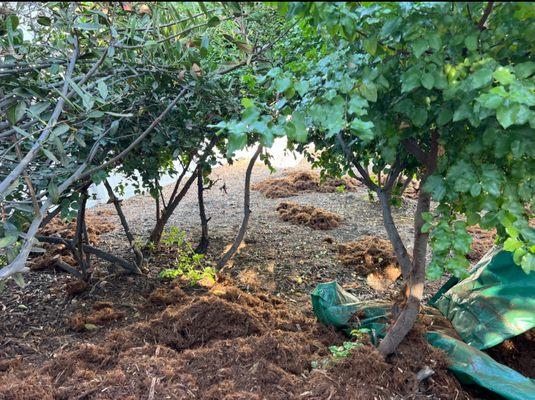 Gorilla Hair Shredded Mulch On Backyard With Slope Elevation