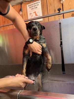 Self service dog washing station