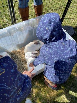 Animal Affair Traveling Petting Zoo