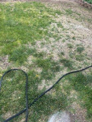 What my lawn looks like now after TruGreen.