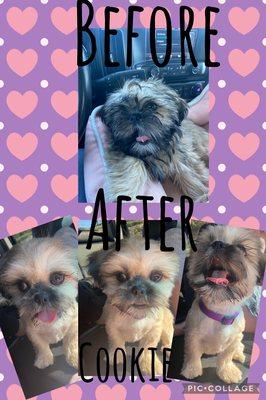 Before & After Shih Tzu 5 Months