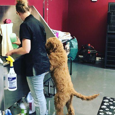 Groom room helper!