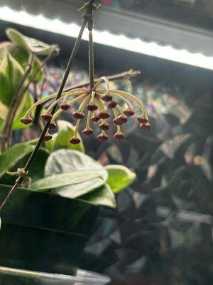 Hoya flowers