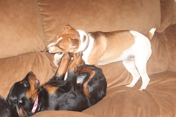 couch wrestling