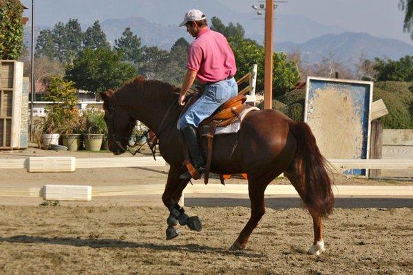 Morgan reining and trail horse