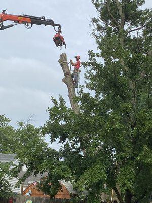 Manageable sections of tree were cut and lifted out of the yard.