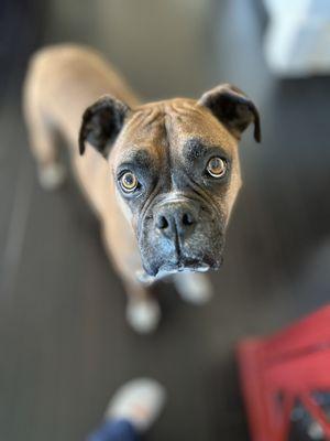 Mr Bentley wants a cookie