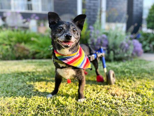 Hank the Tank, patient of the year!