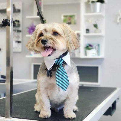 Handsome boy Fitz loves coming in for a spa day and play time.