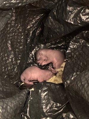 Baby squirrels found in attic.