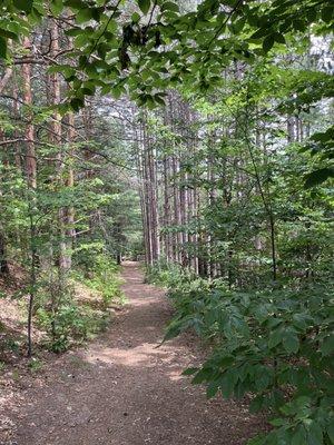 Tree lined path