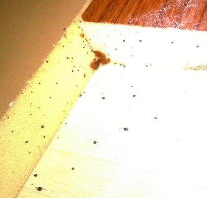 Bed Bugs on Furniture