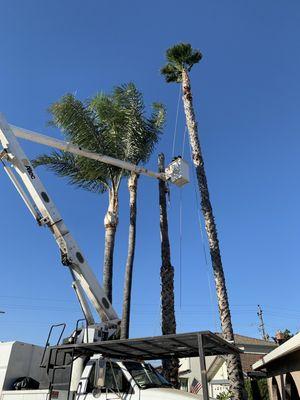 Using one tree as a pulley to lower down huge pieces