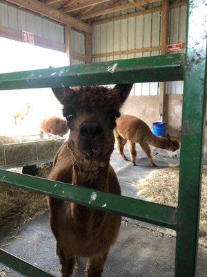 Cocoa the Alpaca