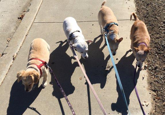 Ruthy, Mia, Zoe and Gabby with michelle halpern pro dog walker. San Jose/ Almaden