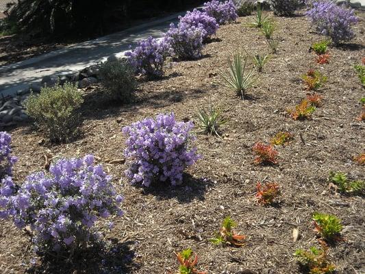 Drought Resistant Landscaping Project.