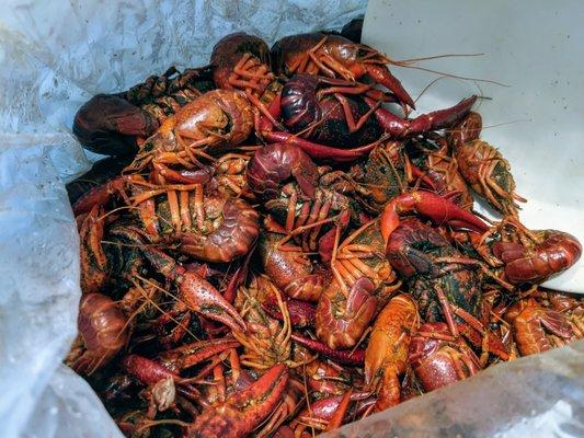 Crawfish