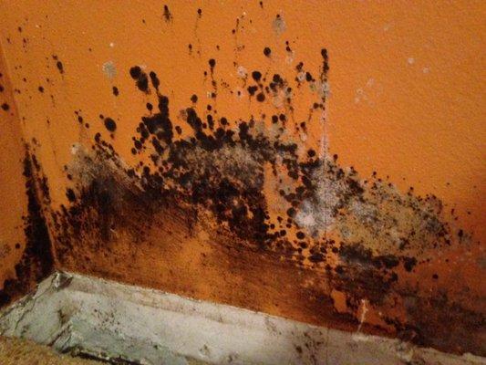 Mold on drywall