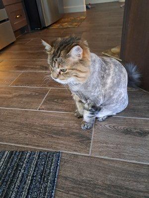 Marley with her lion cut